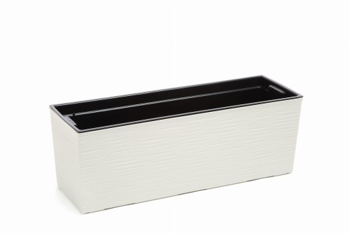 KWIETNIK BEGONIA DŁUTO kremowy