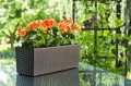 KWIETNIK BEGONIA RATTAN mokka aranżacja